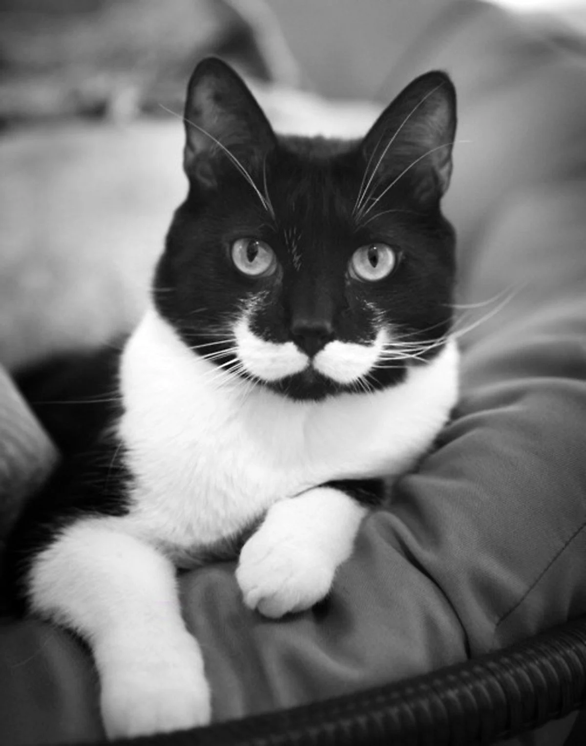 Чёрно белый кот