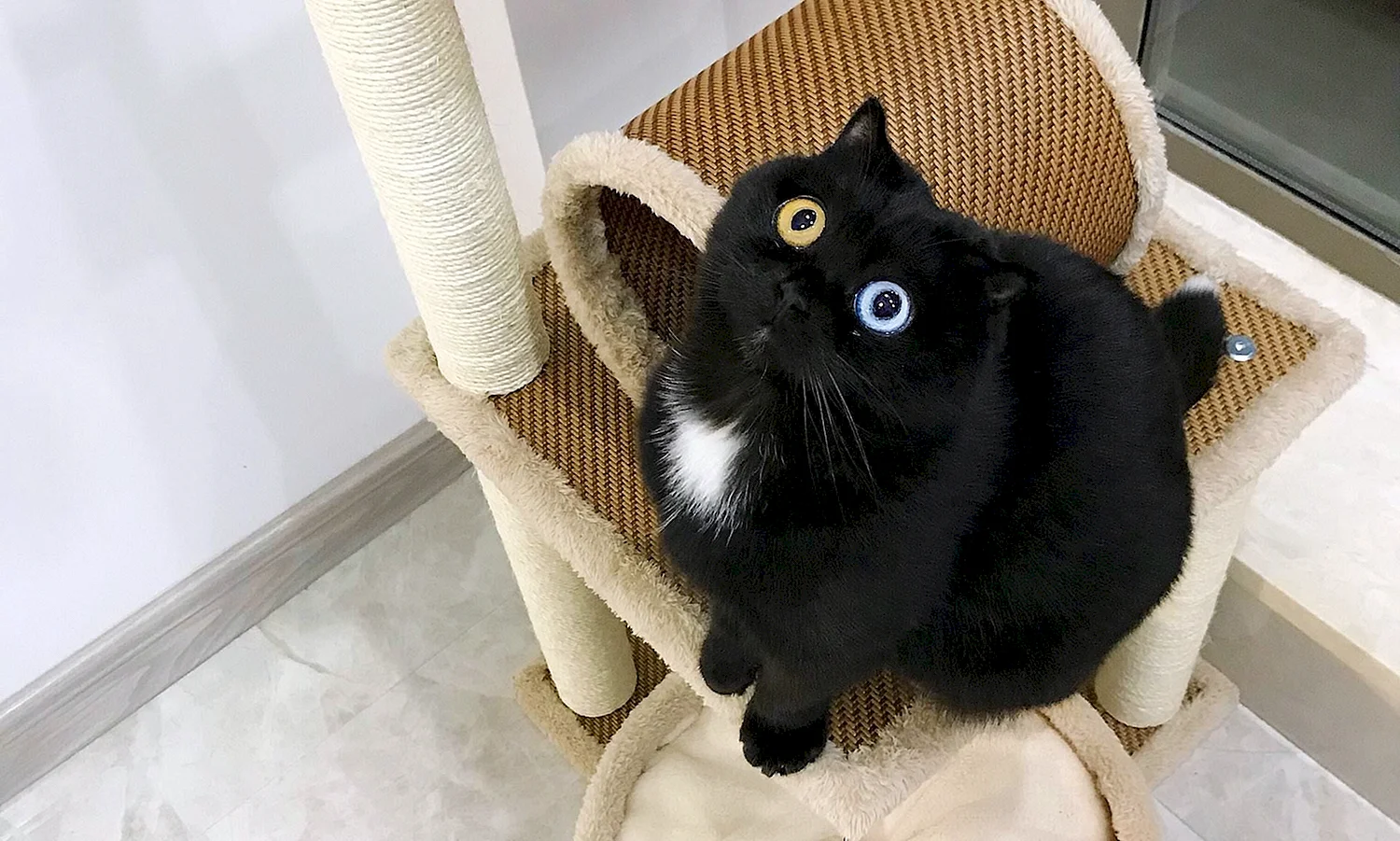 Черно белый кот с гетерохромией