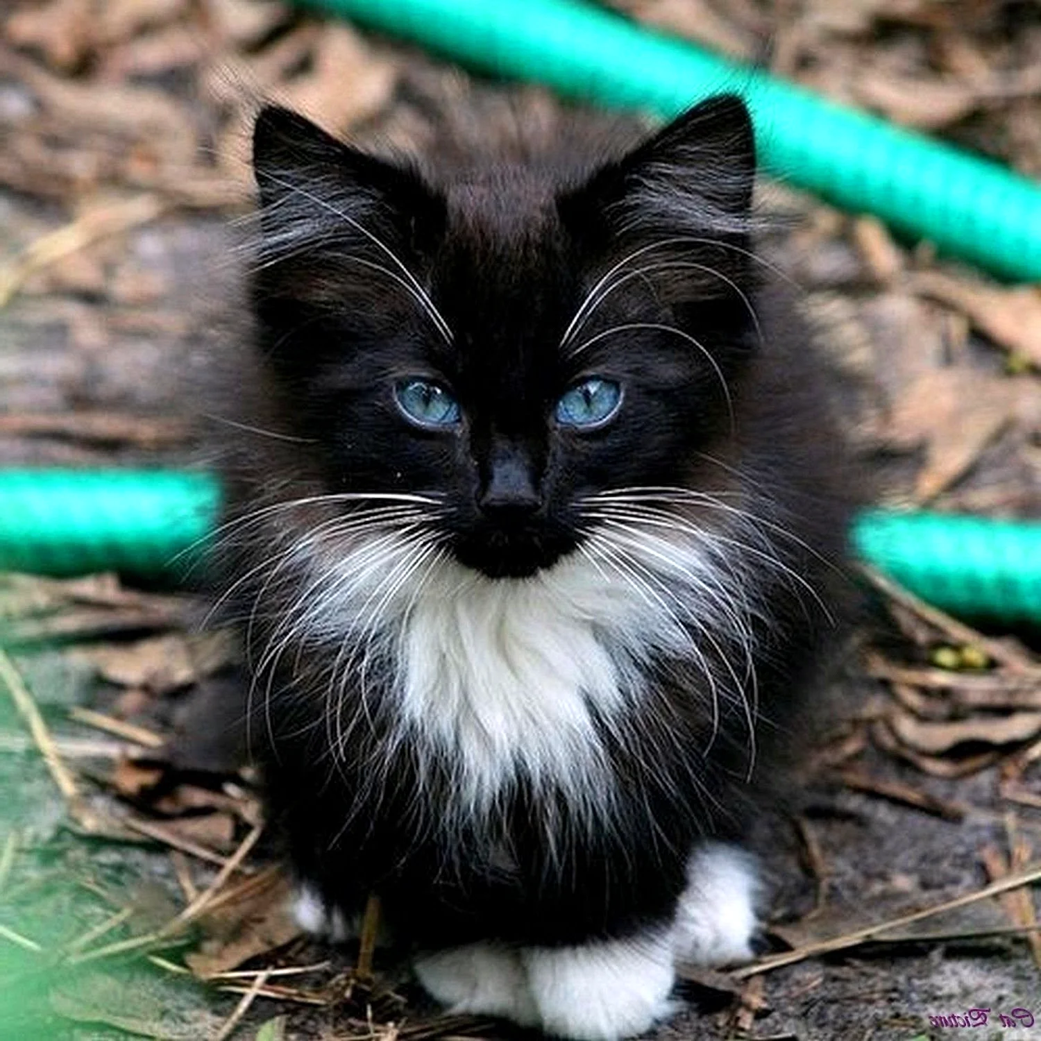 Черно белый пушистый кот