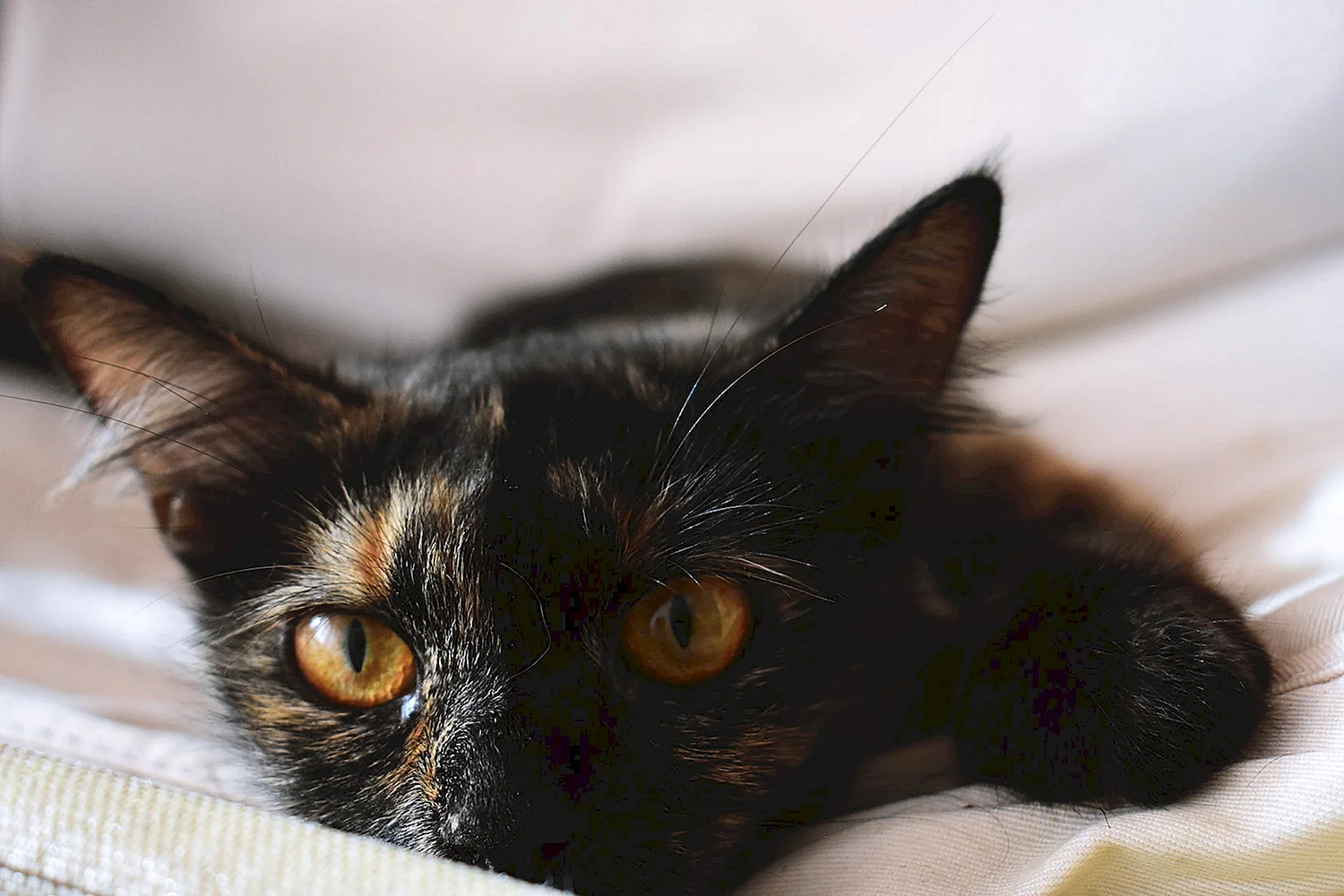 Черно коричневая кошка