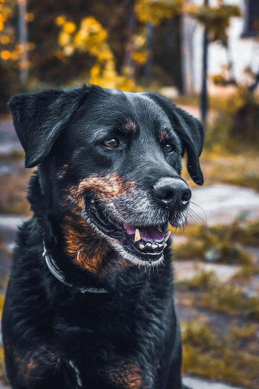 Черно коричневая собака
