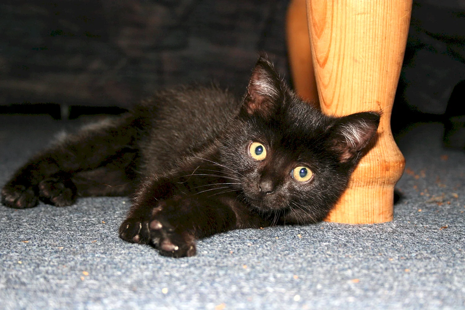 Черно коричневый котенок