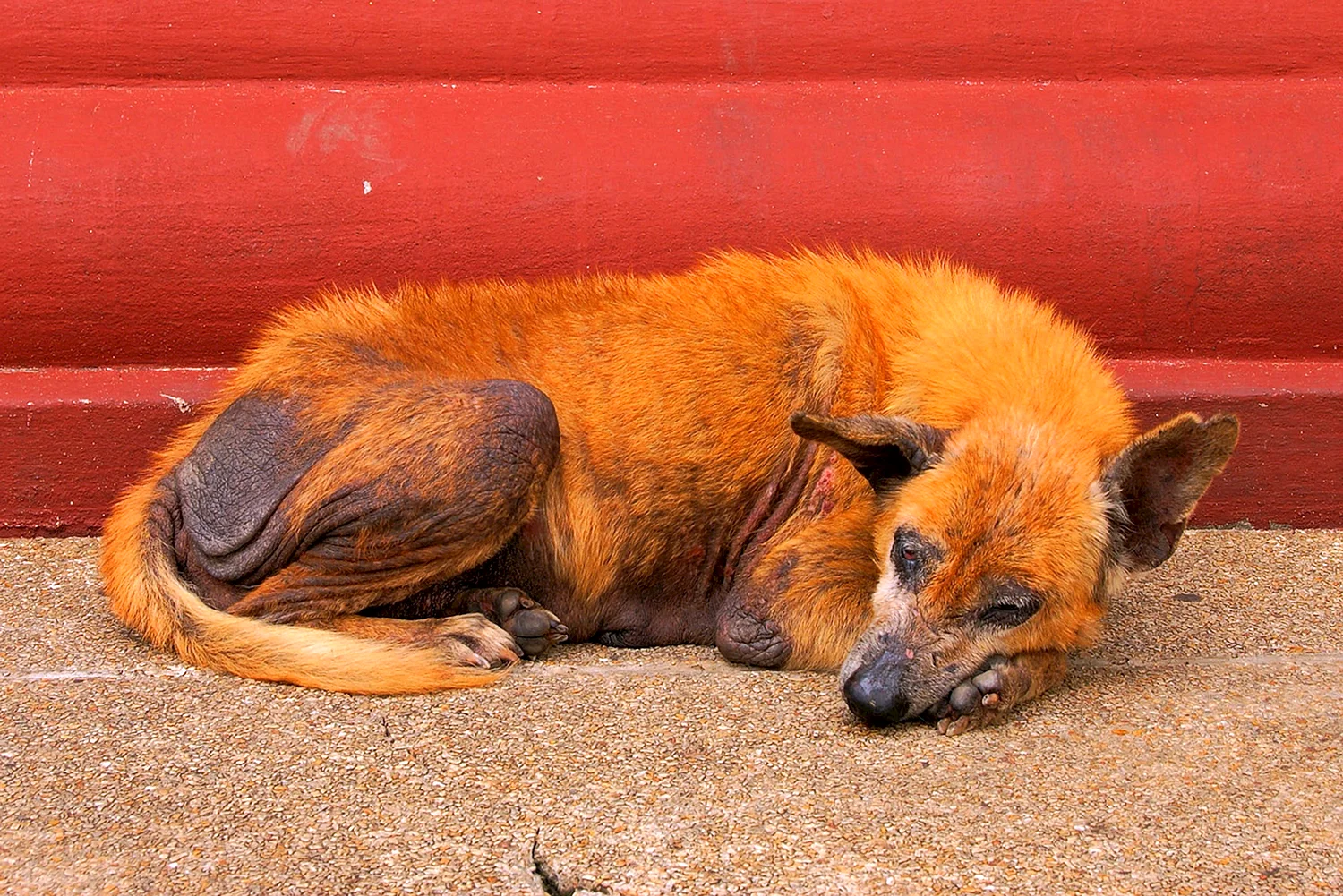 Черно оранжевая собака