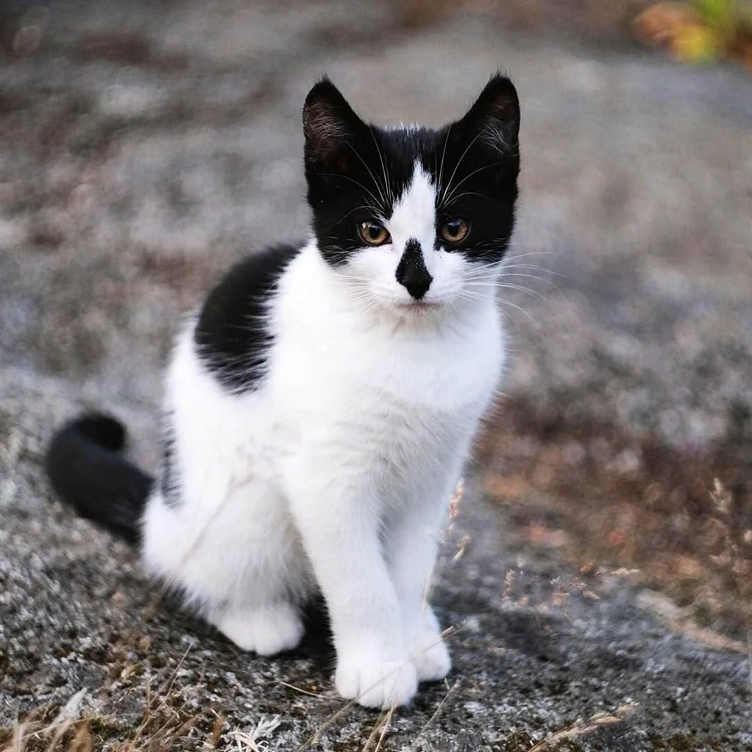 Чёрно-белый кот порода