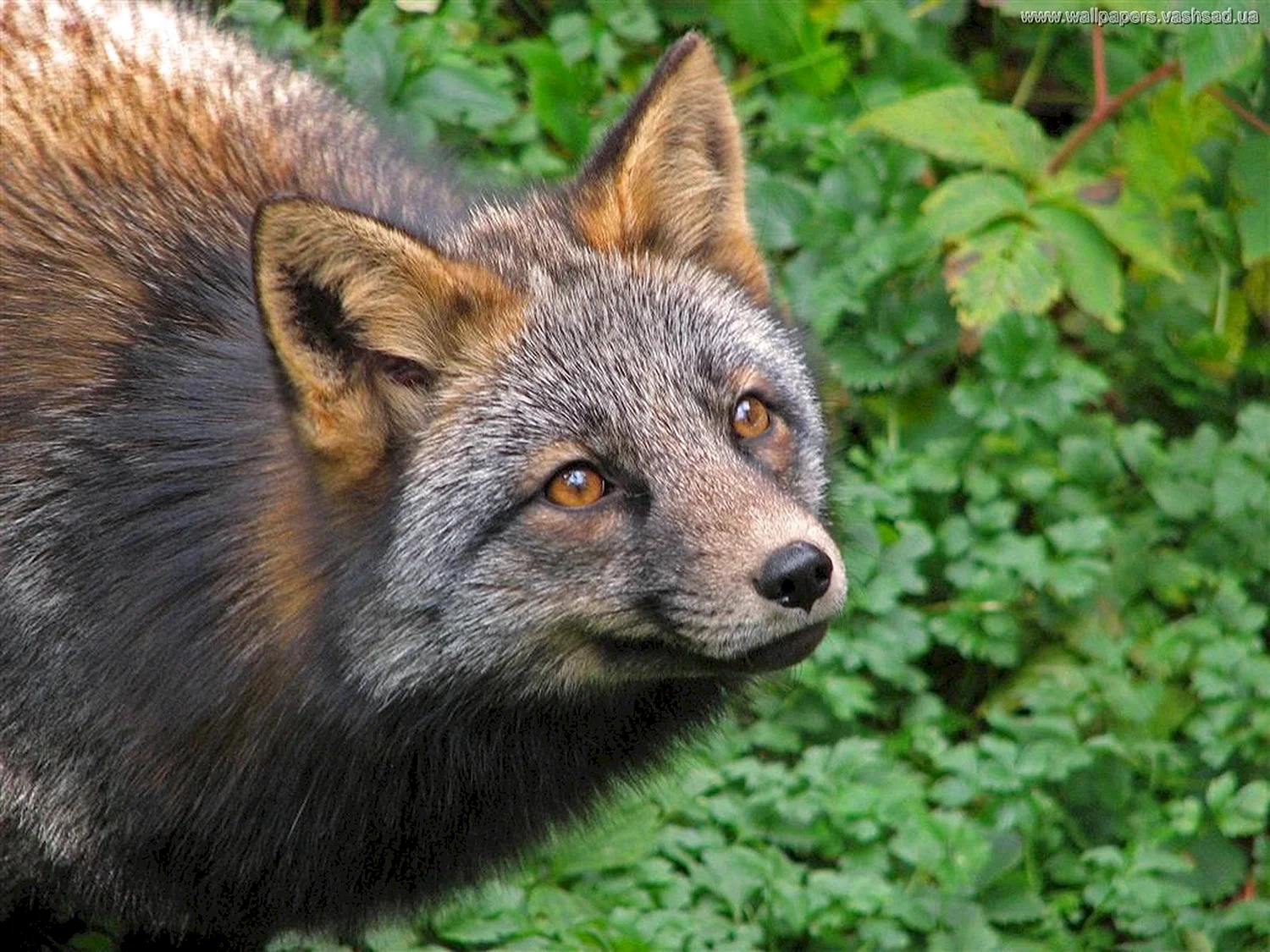 Чернобурая лисица Костромской области
