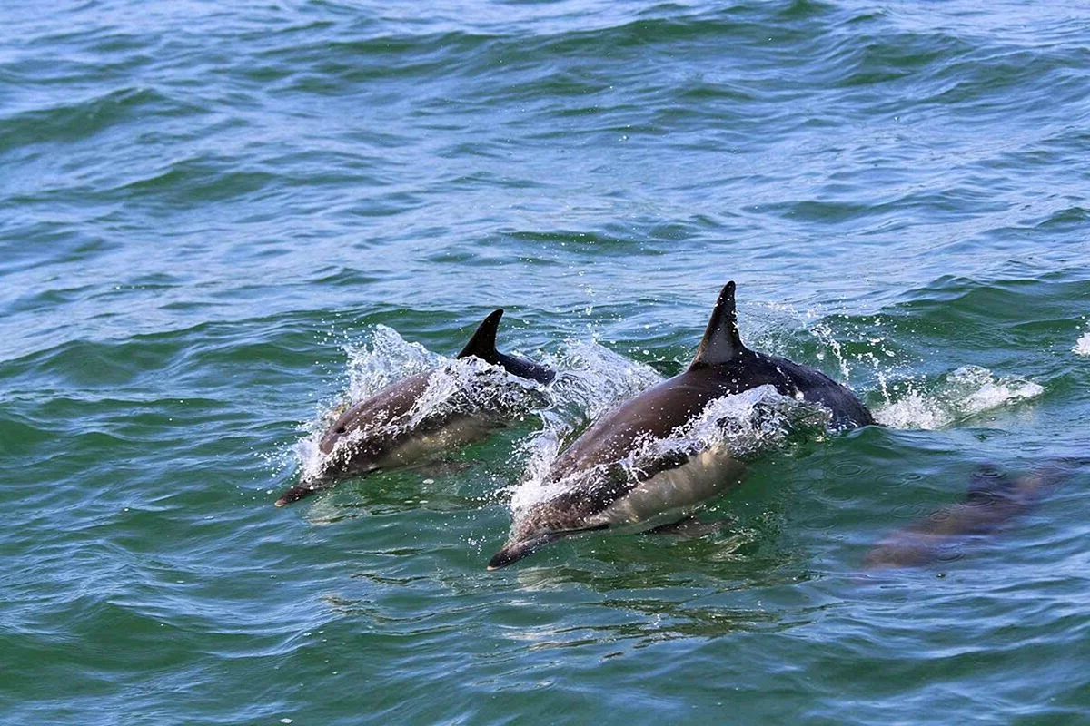 Черное море Анапа Дельфин