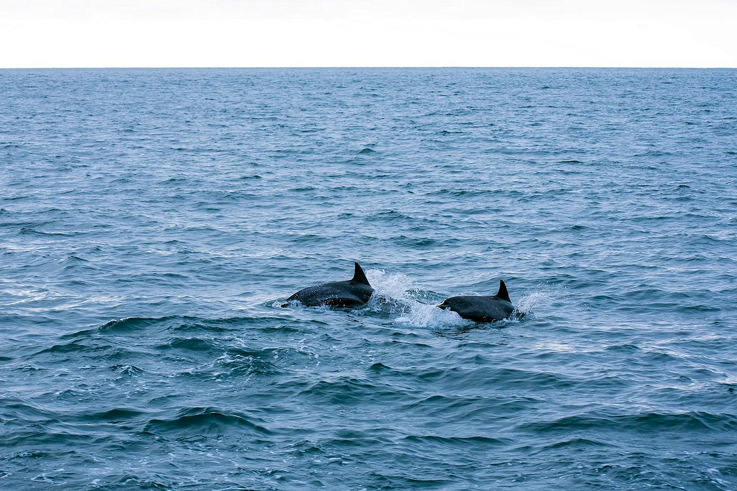 Черное море дельфины Лазаревское