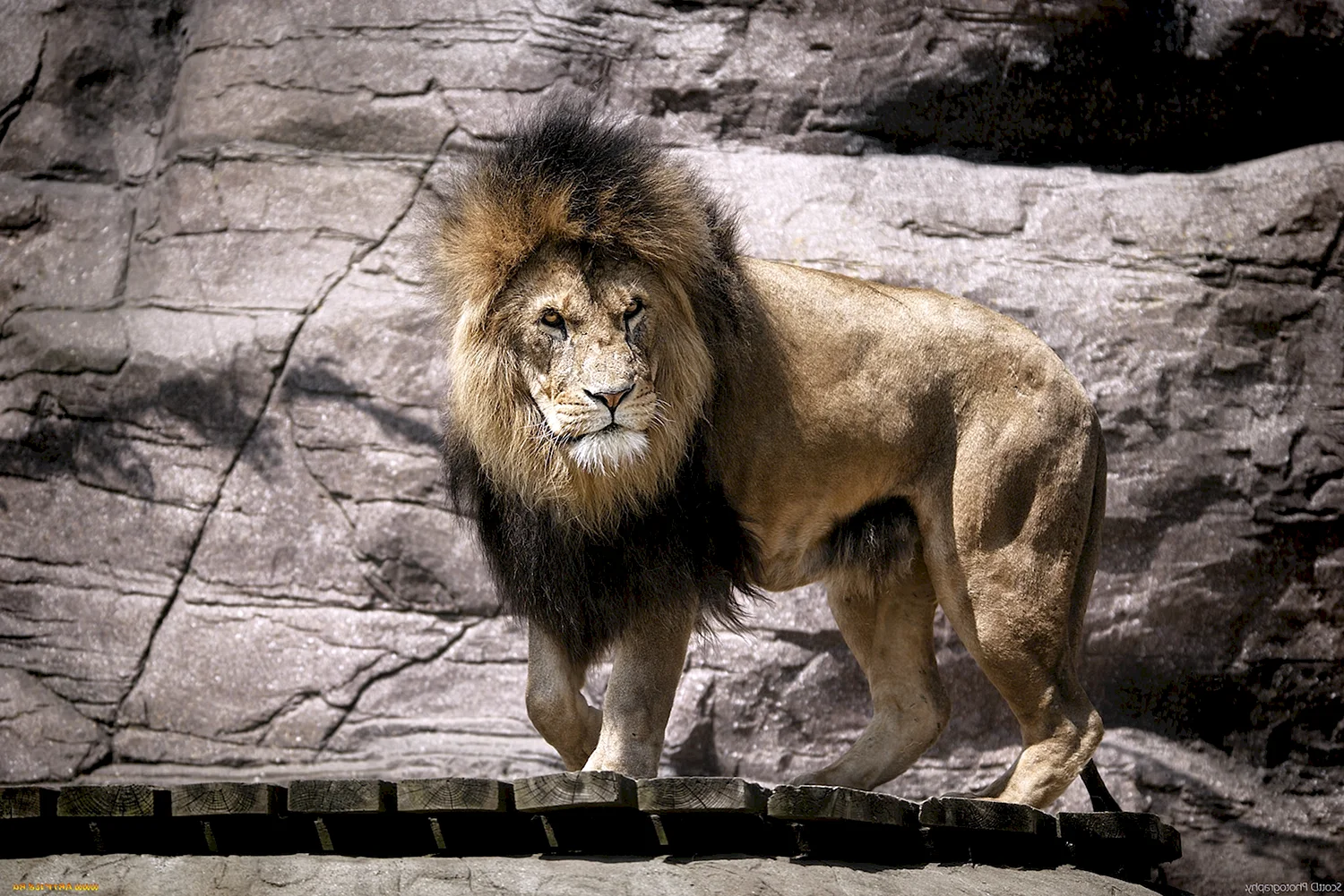 Черногривый Лев