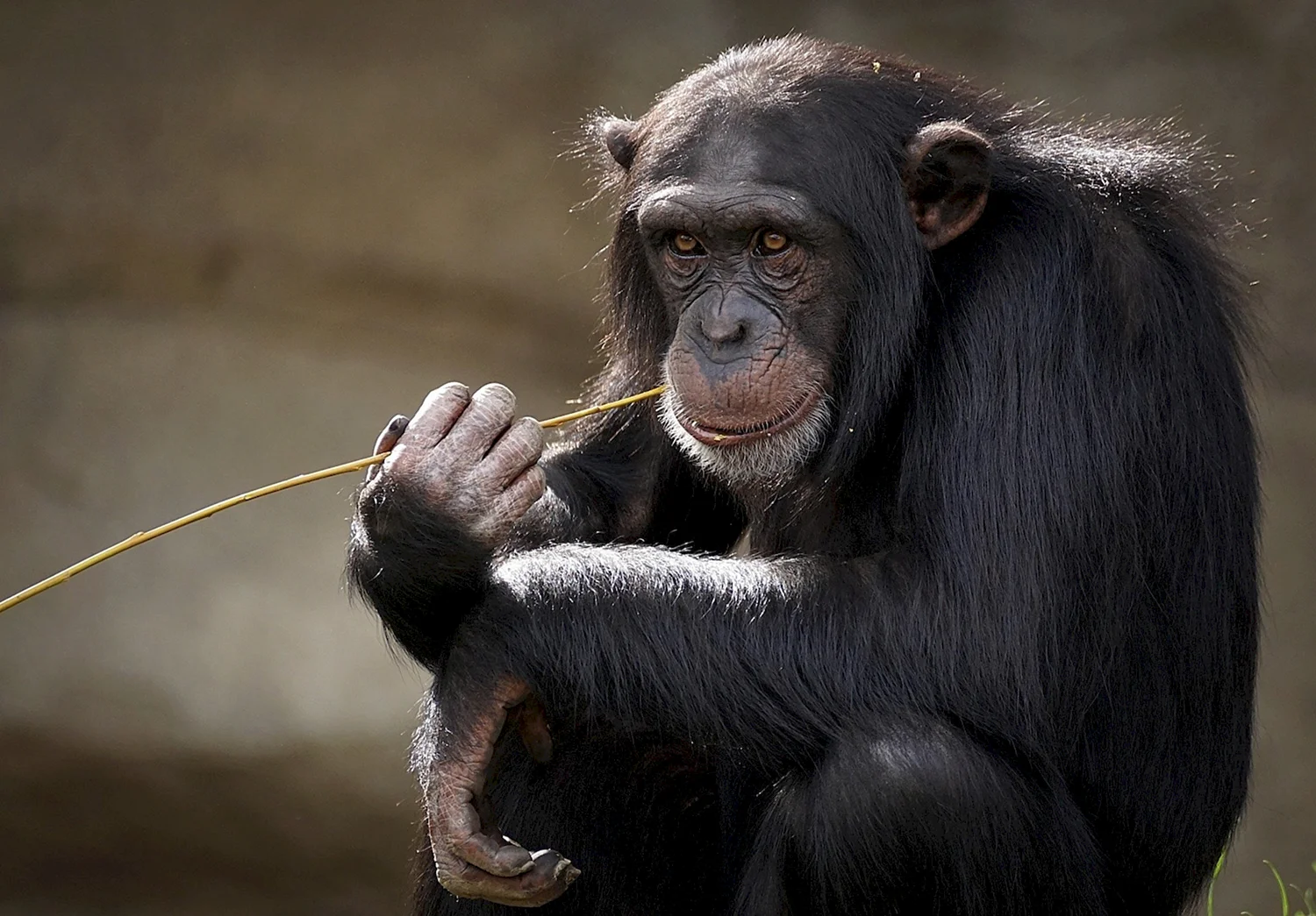 Черномордый шимпанзе