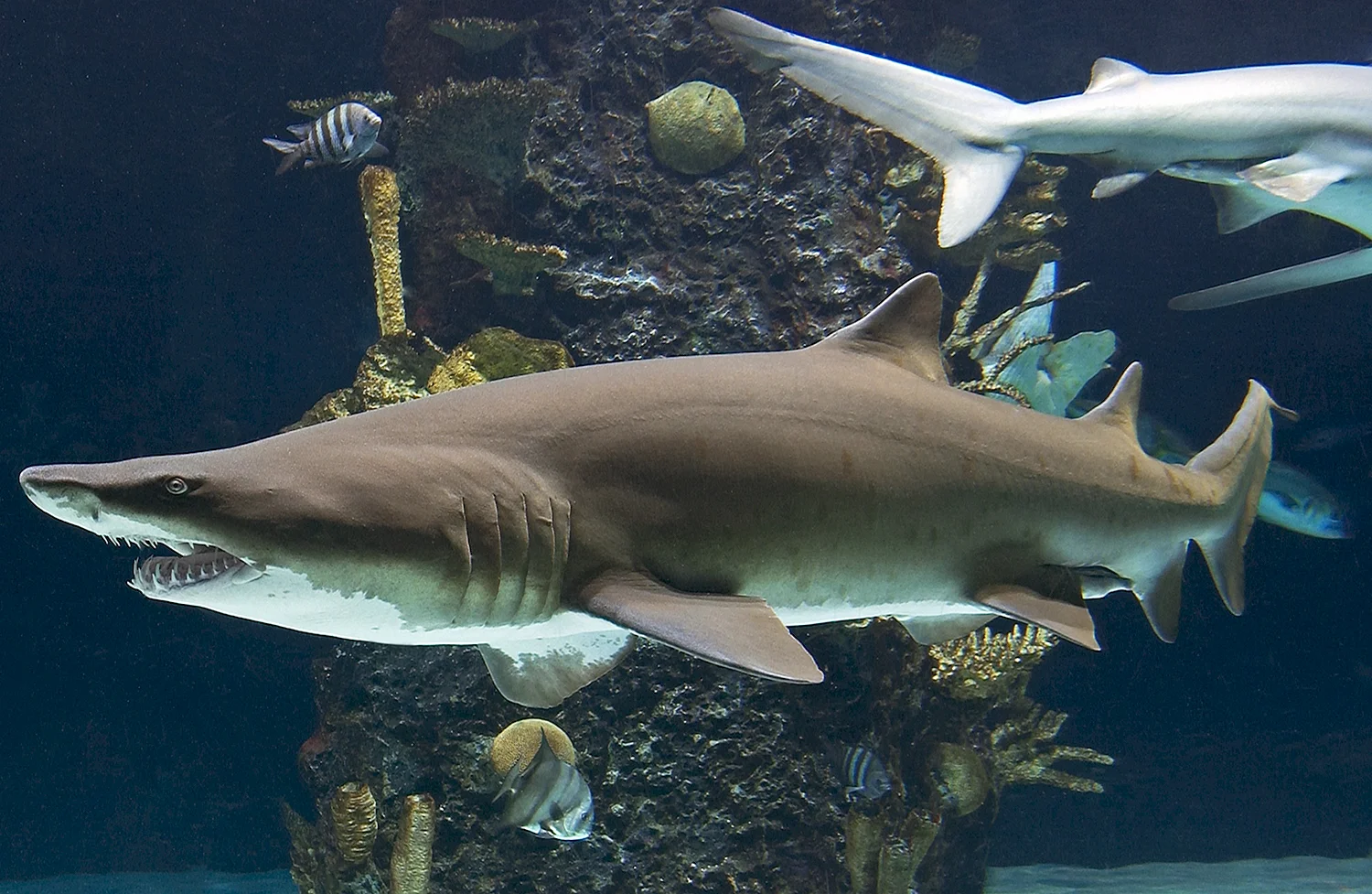 Черноплавничная рифовая акула