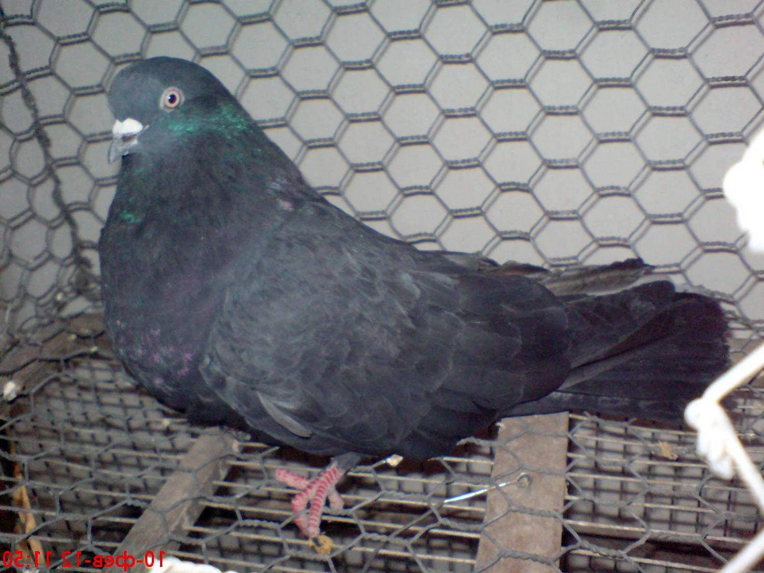 Черные белохвостые николаевские голуби