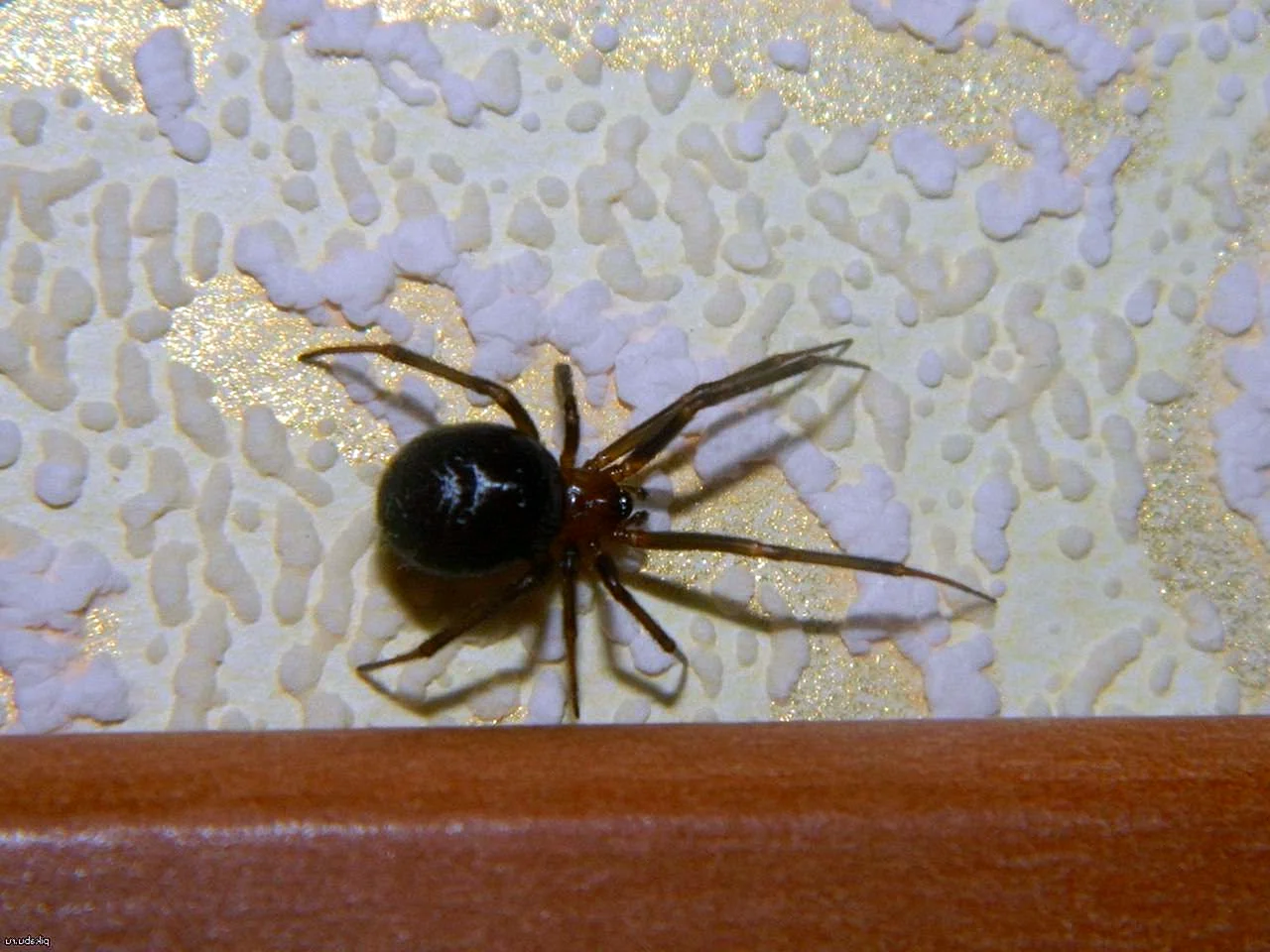 Черные домашние пауки