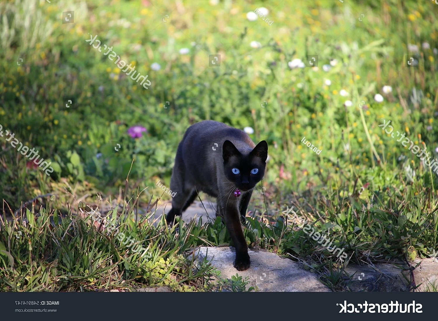 Черные кошки породы Крысолов