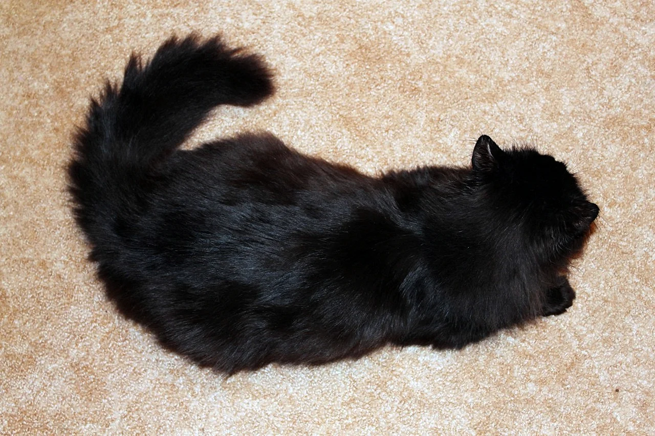 Черные кошки с пушистым хвостом