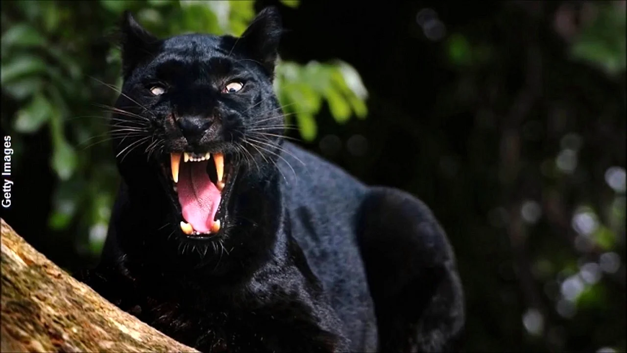 Черные пантеры в Бразилии