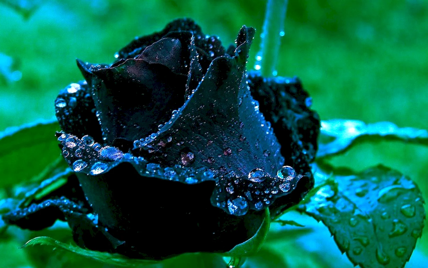 Черные розы Халфети