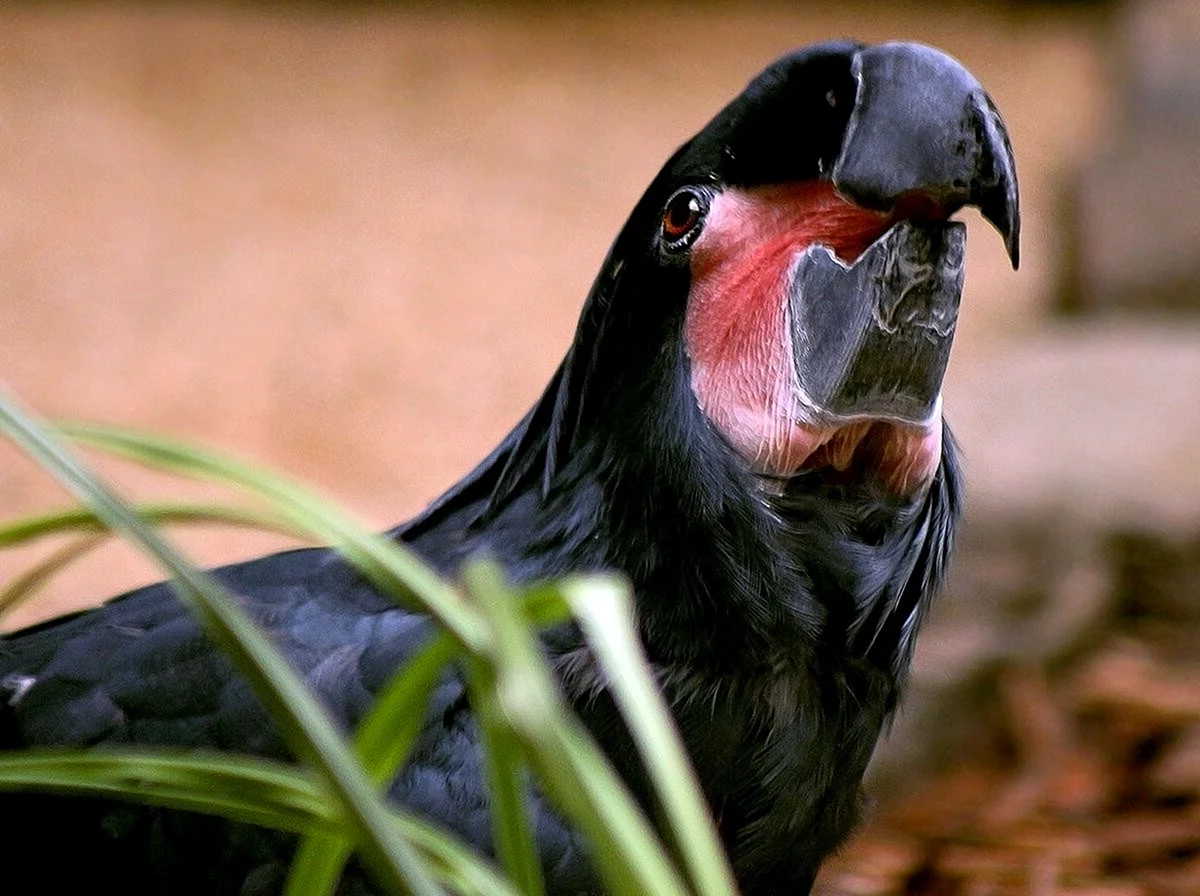 Черный ара