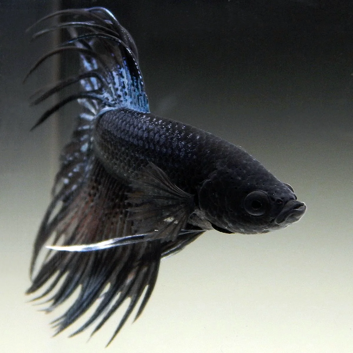 Черный Betta рыбка