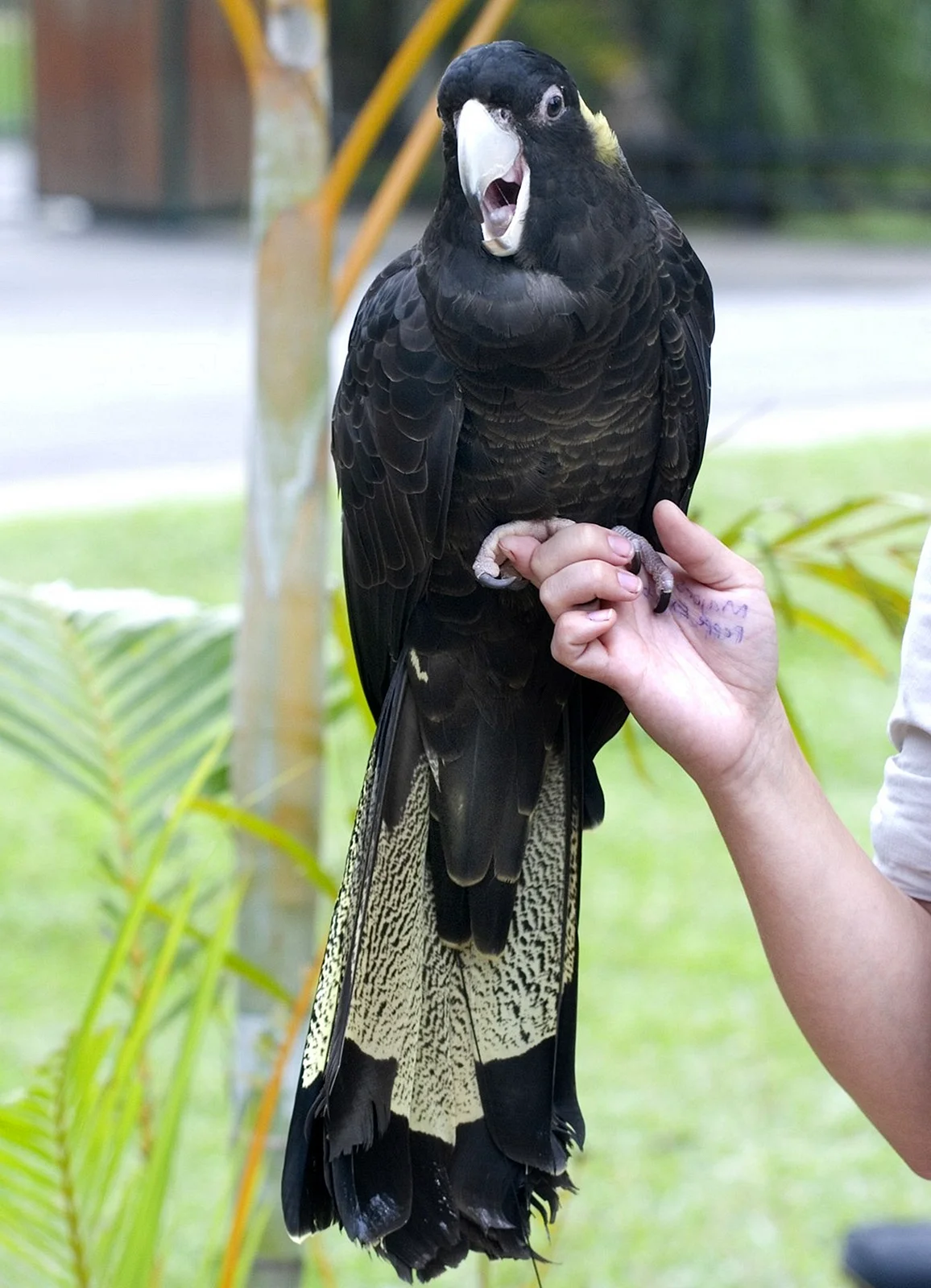Черный большой попугай