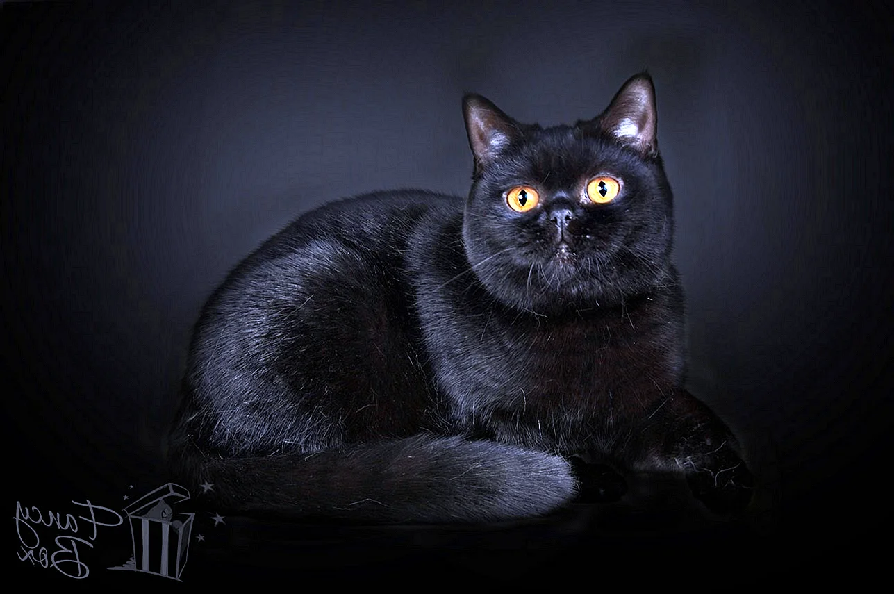 Чёрный британский кот Leonardo