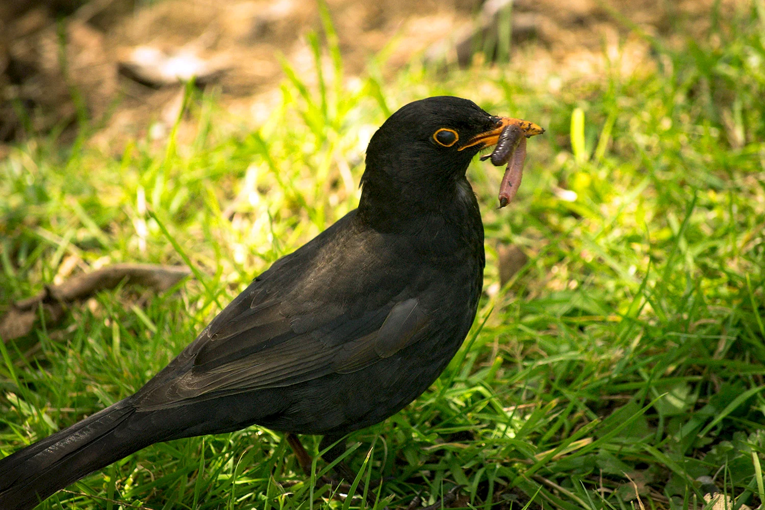 Чёрный Дрозд птица питание