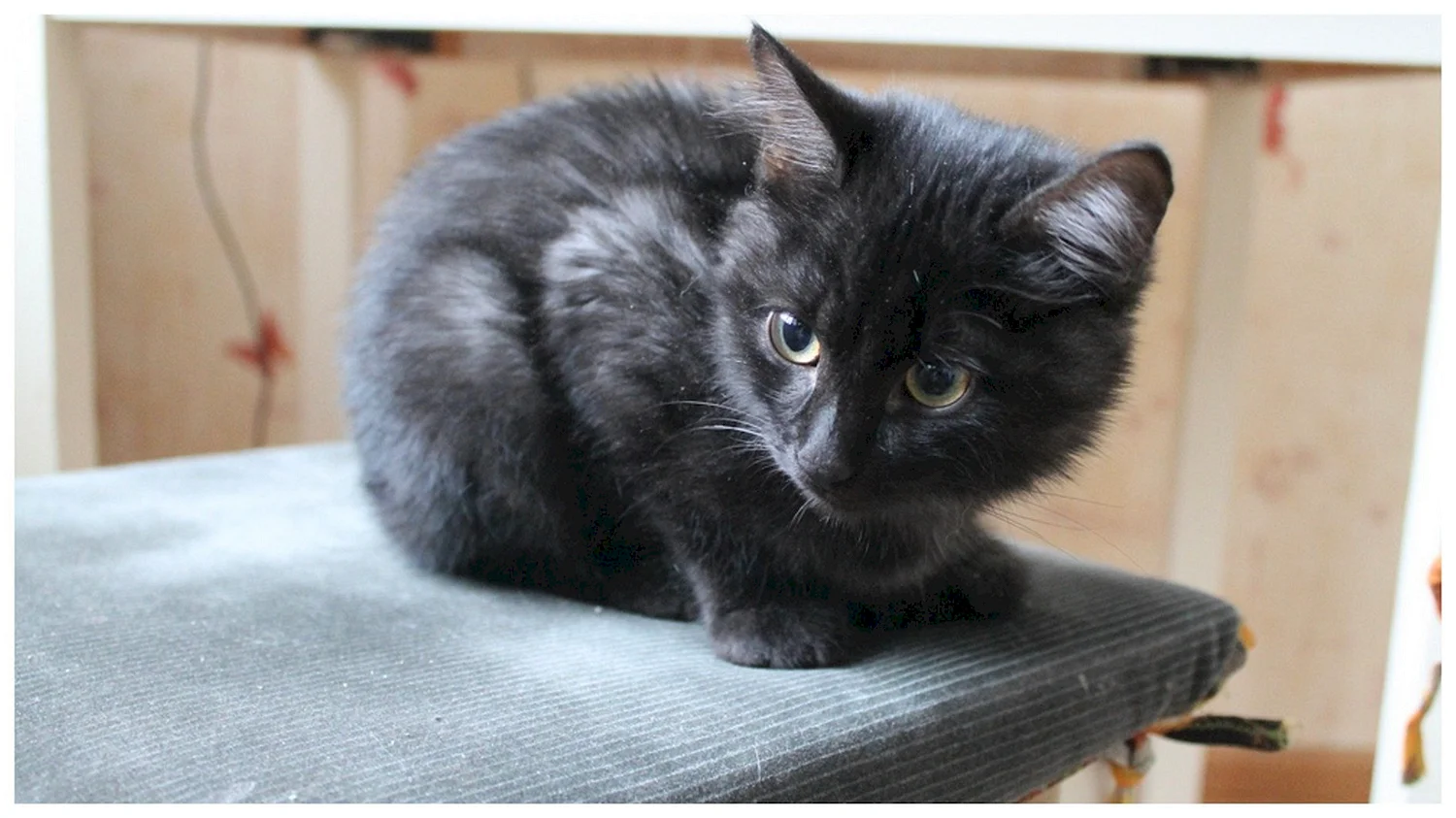 Черный дымчатый котенок