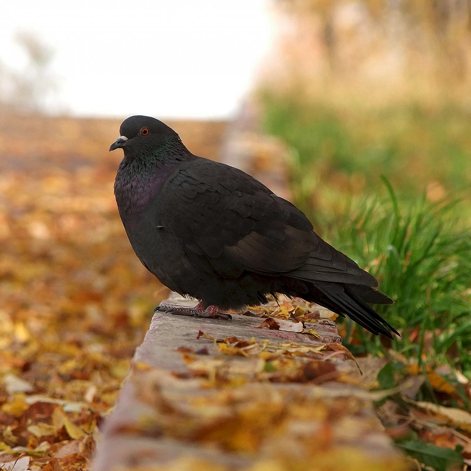 Черный голубь Columba janthina