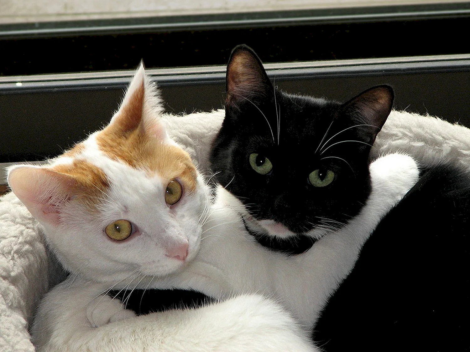 Черный и белый кот