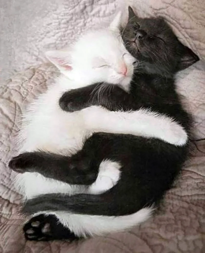 Черный и белый котенок