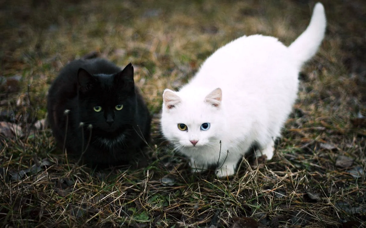 Черный и белый котики