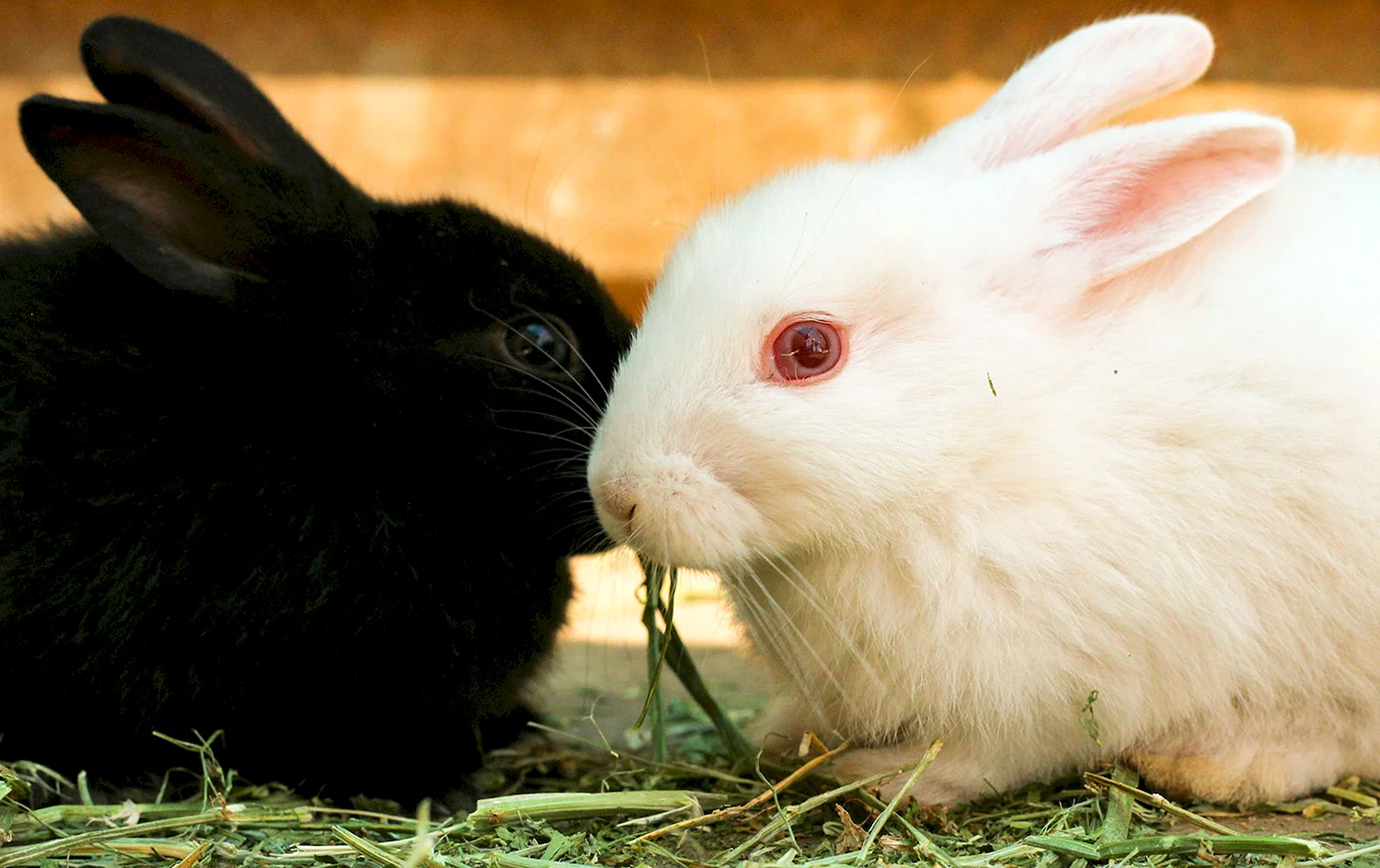 Черный и белый кролик
