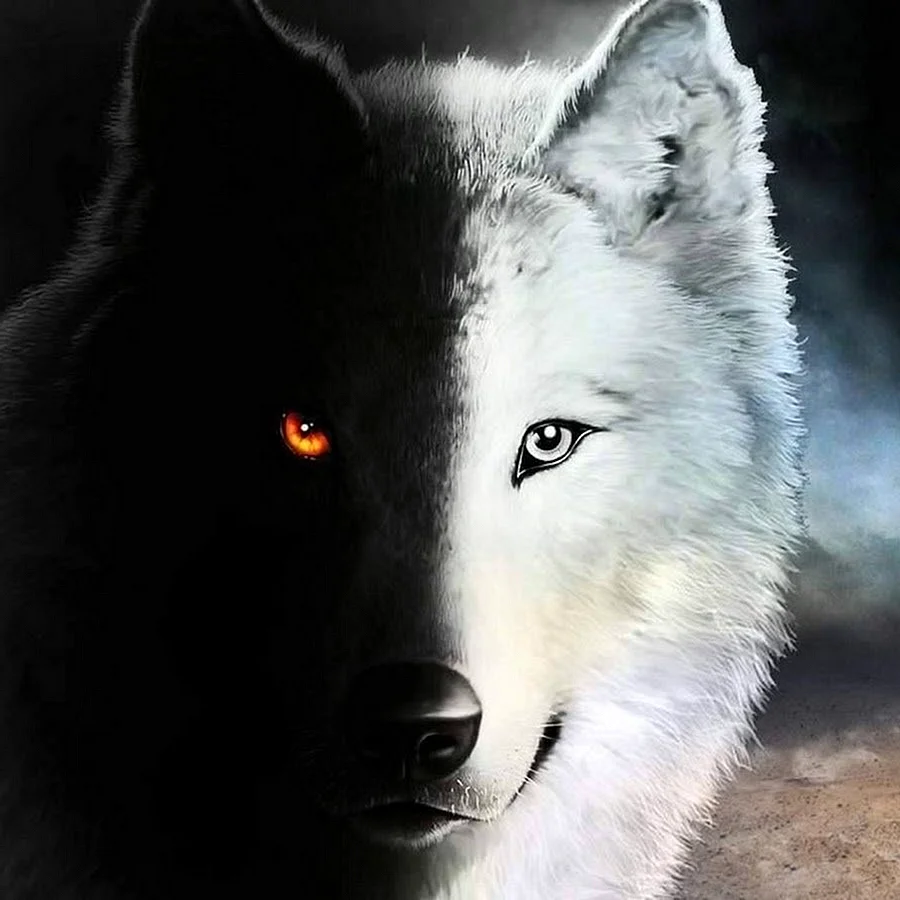 Черный и белый волк наполовину