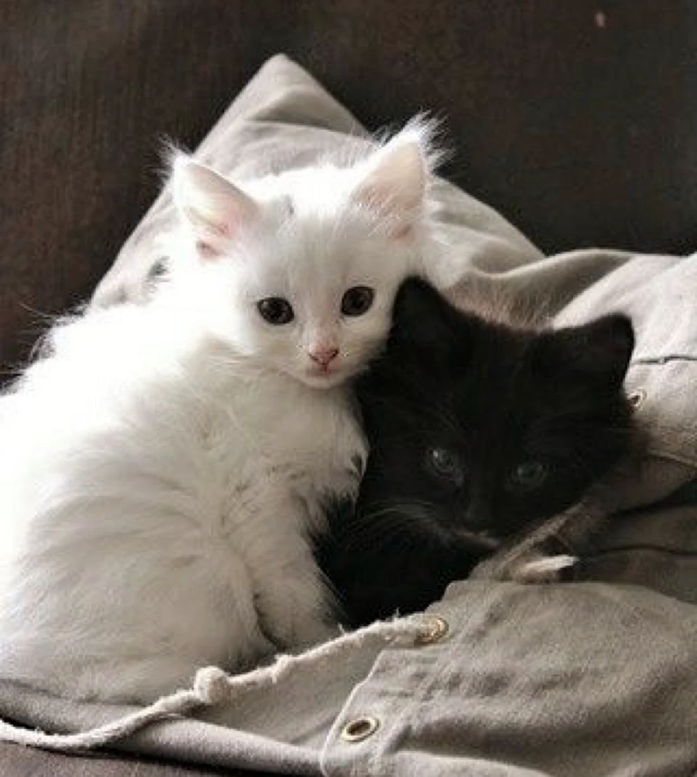 Чёрный и болый котенок