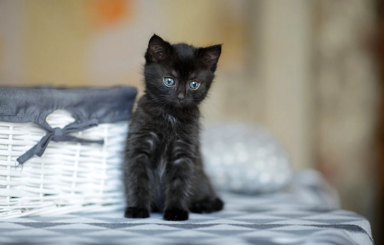Черный и серый котенок