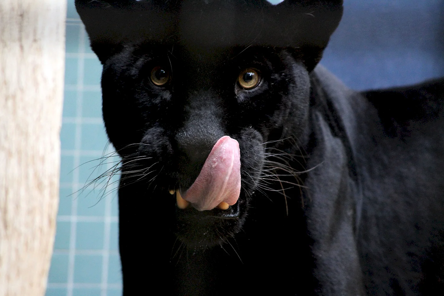 Черный Ягуар кошка