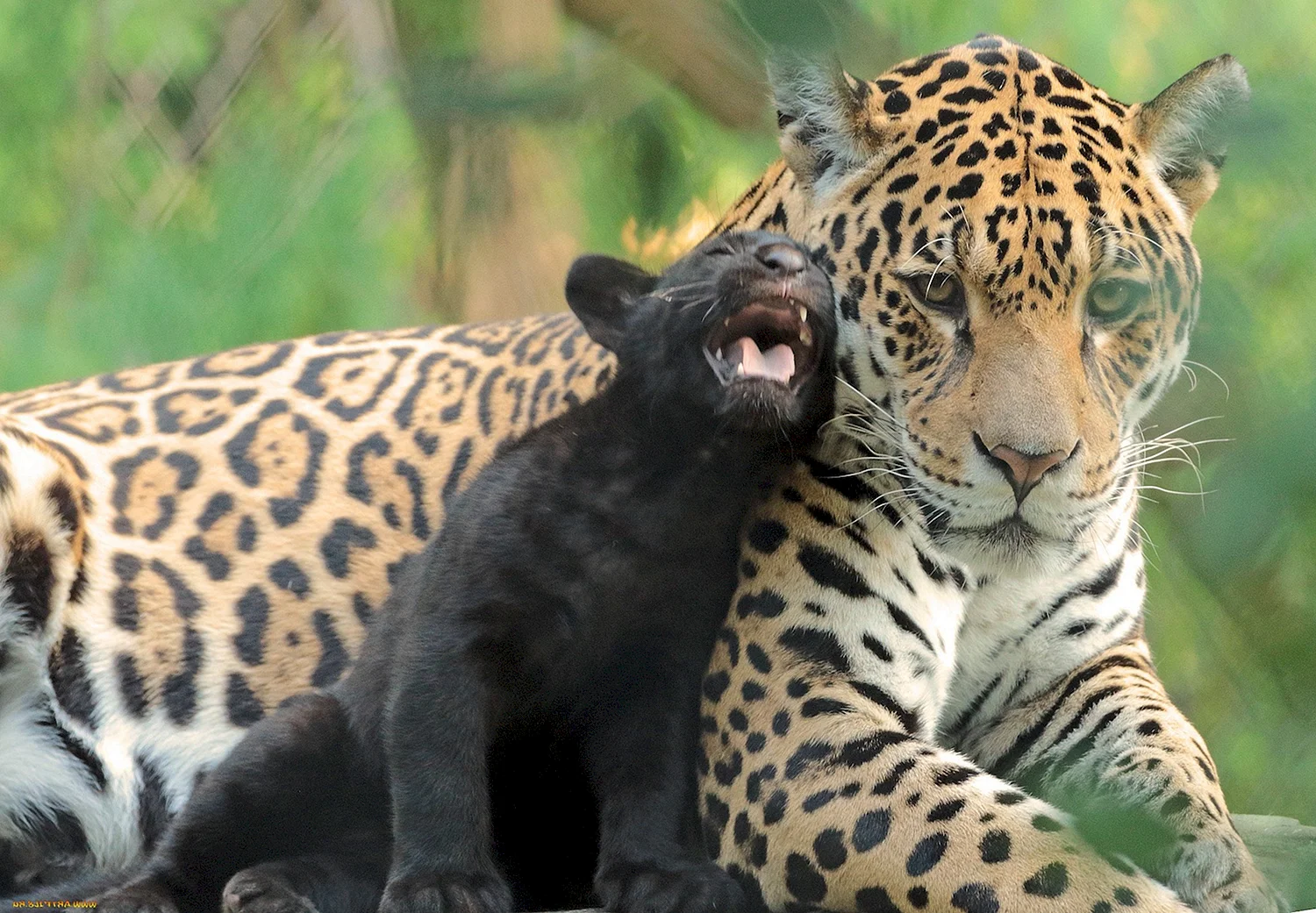 Черный Ягуар с детенышем