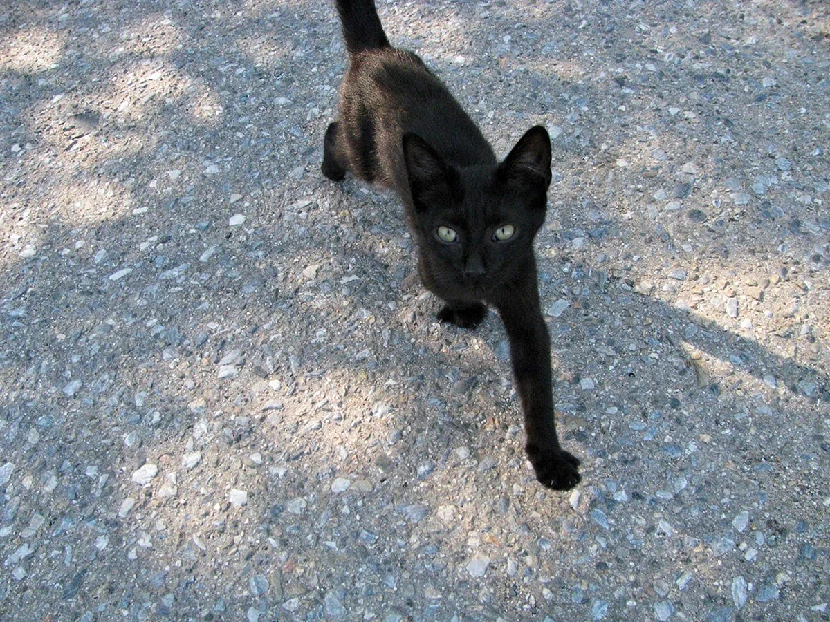 Черный худой кот