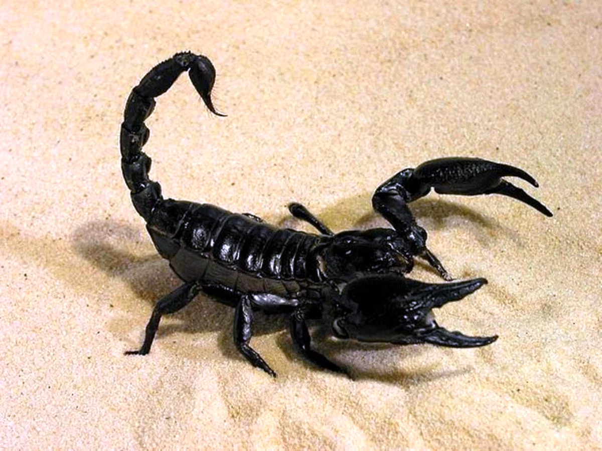 Черный Королевский Скорпион