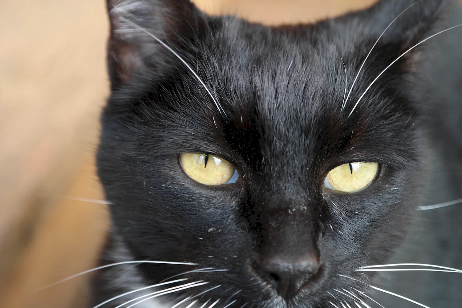 Черный кошачий нос