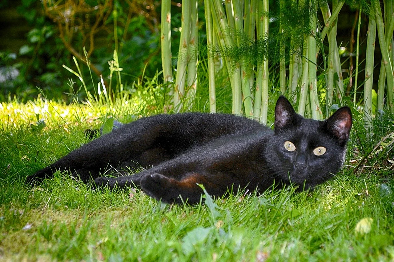 Чёрный кот