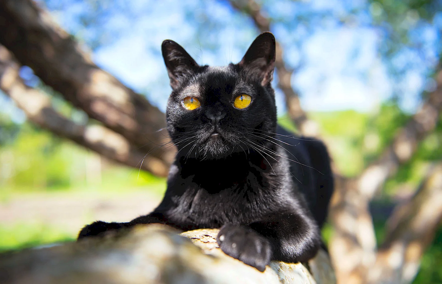 Черный кот Бомбей