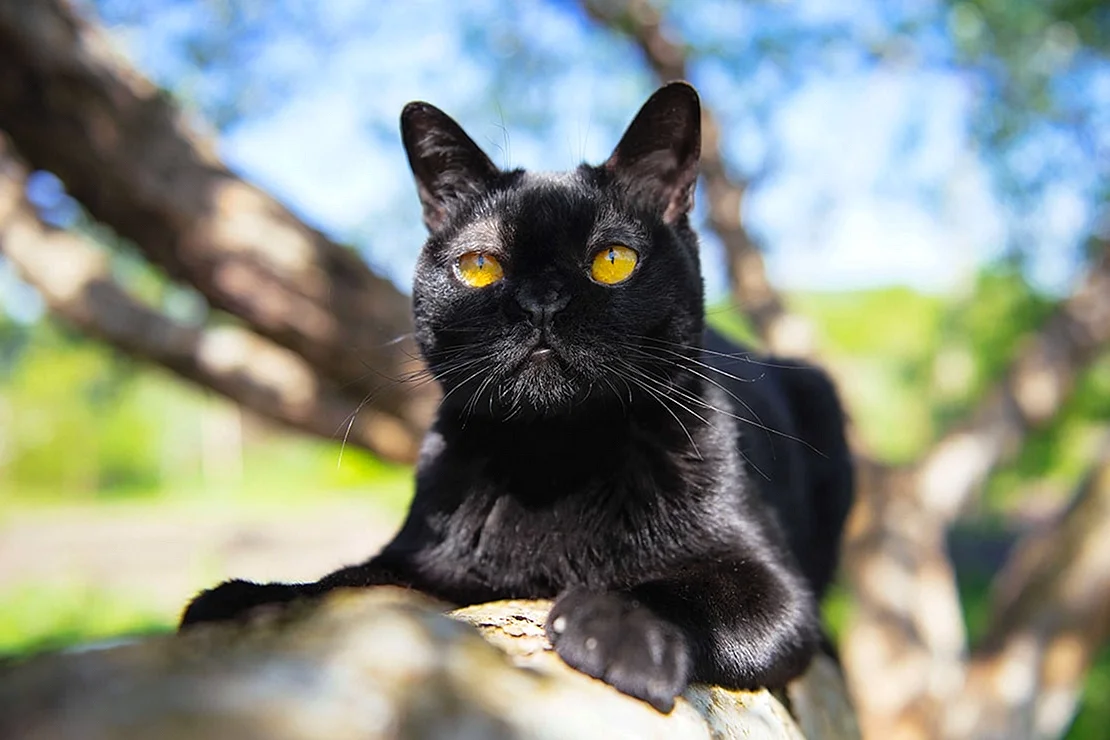 Черный кот Бомбей
