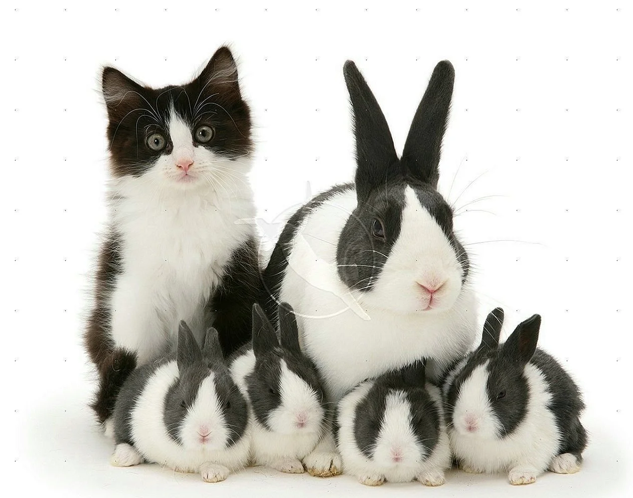 Черный кот и белый кролик