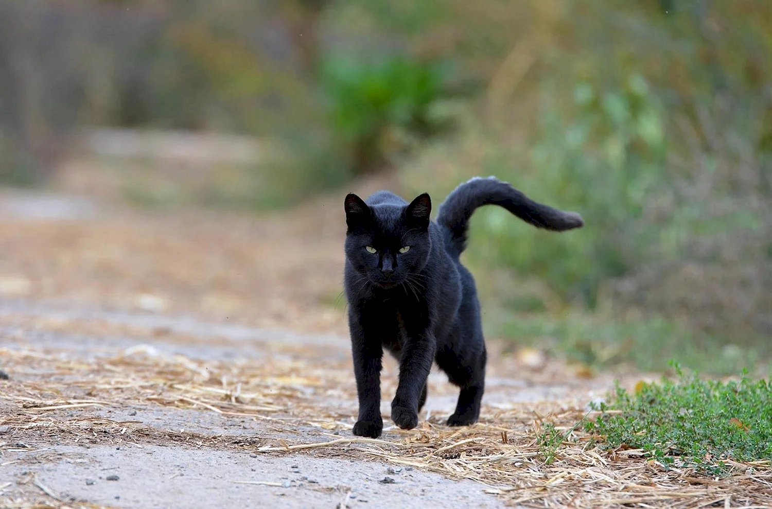 Черный кот идет