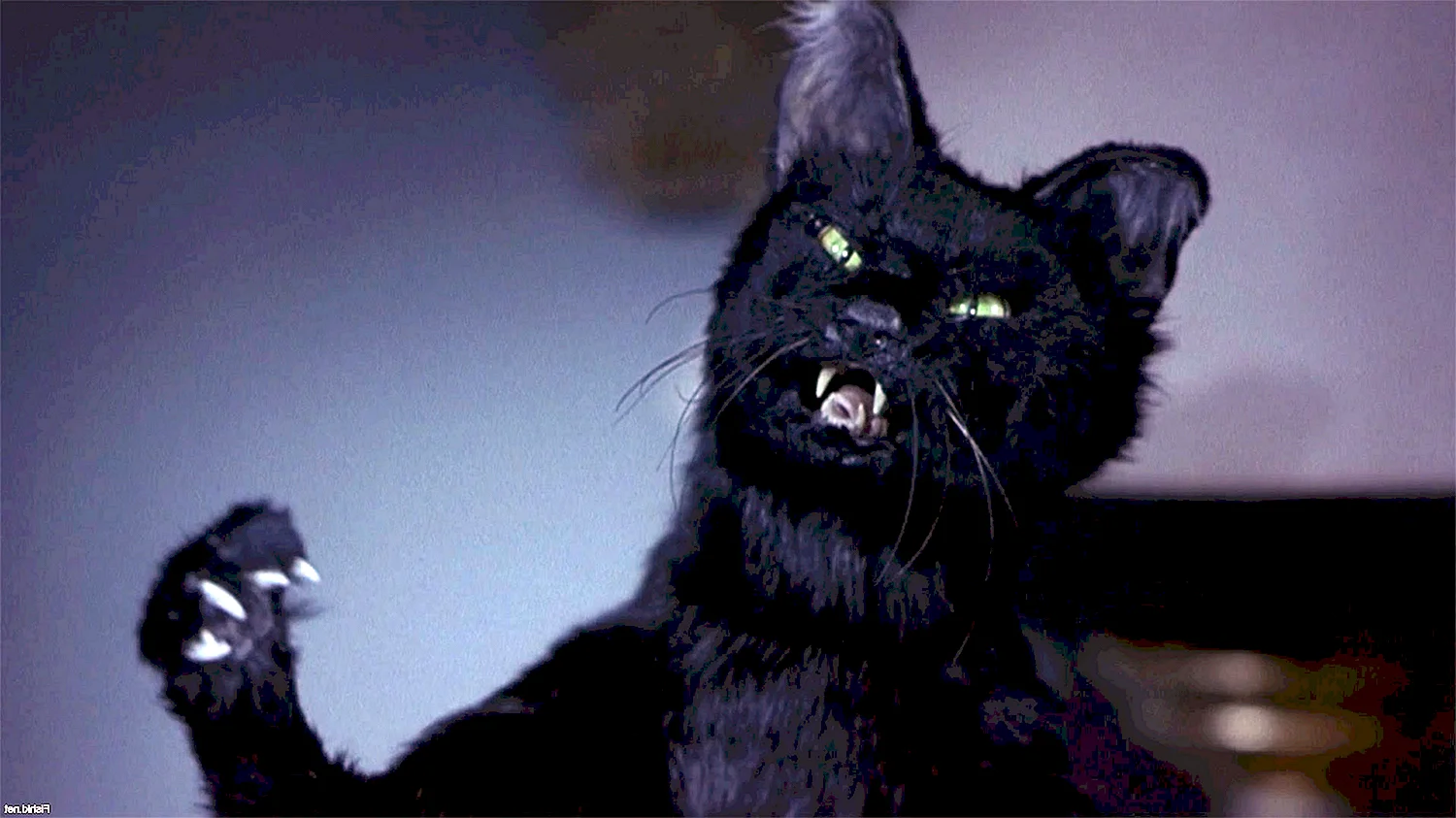Черный кот из фильма