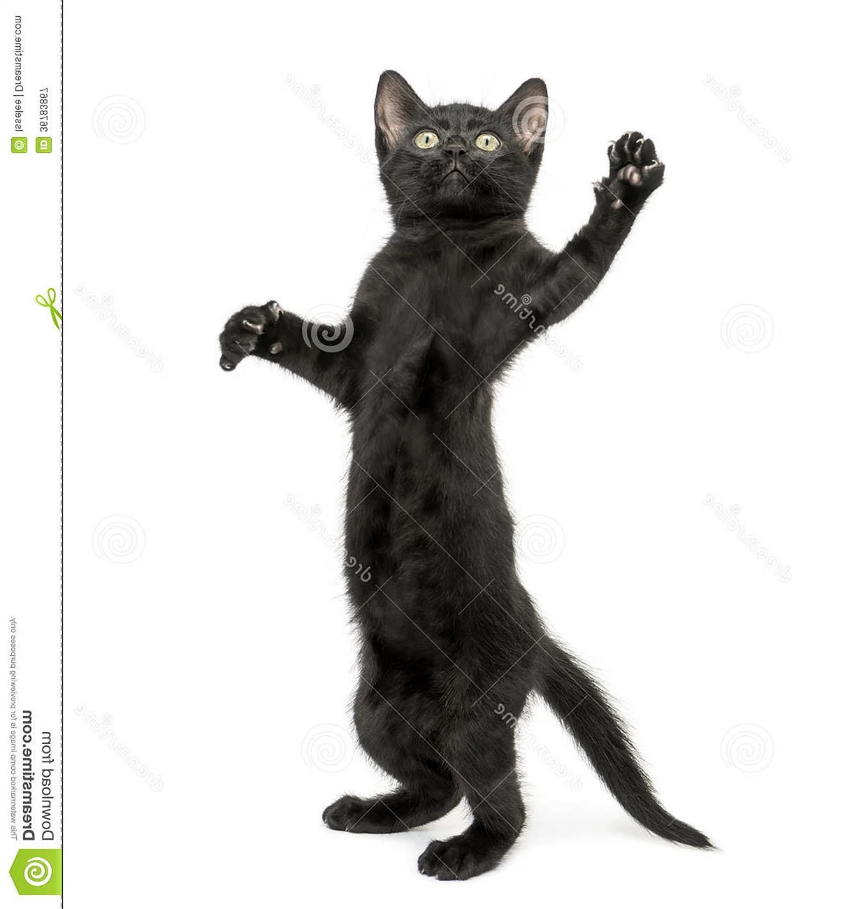 Черный кот на задних лапах
