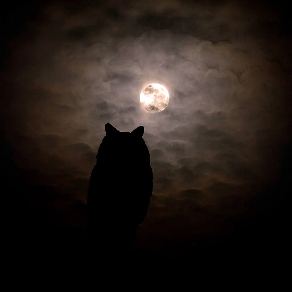 Черный кот ночью