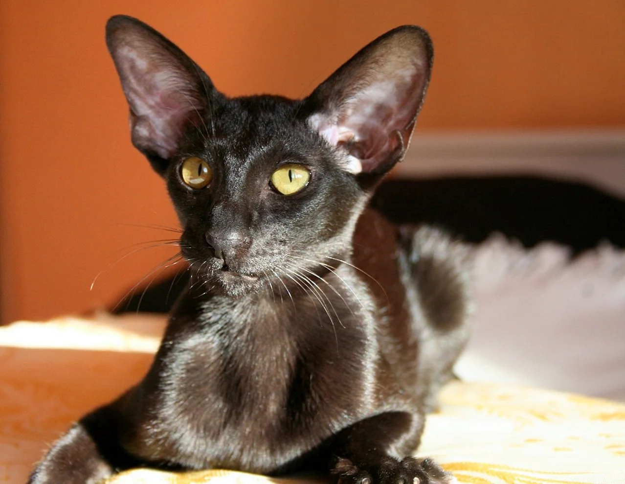 Чёрный кот Ориентал метис