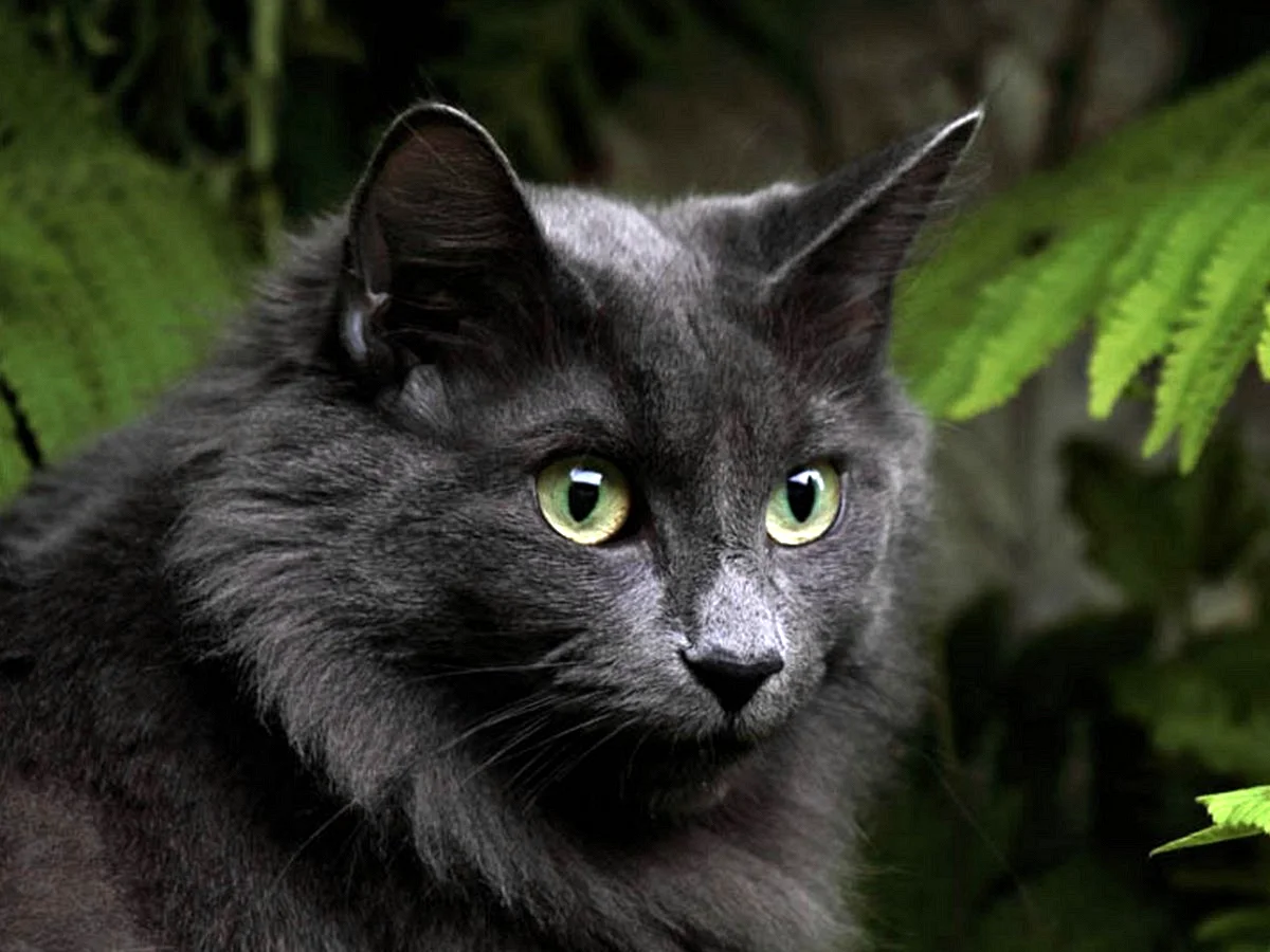 Черный кот породы Нибелунг