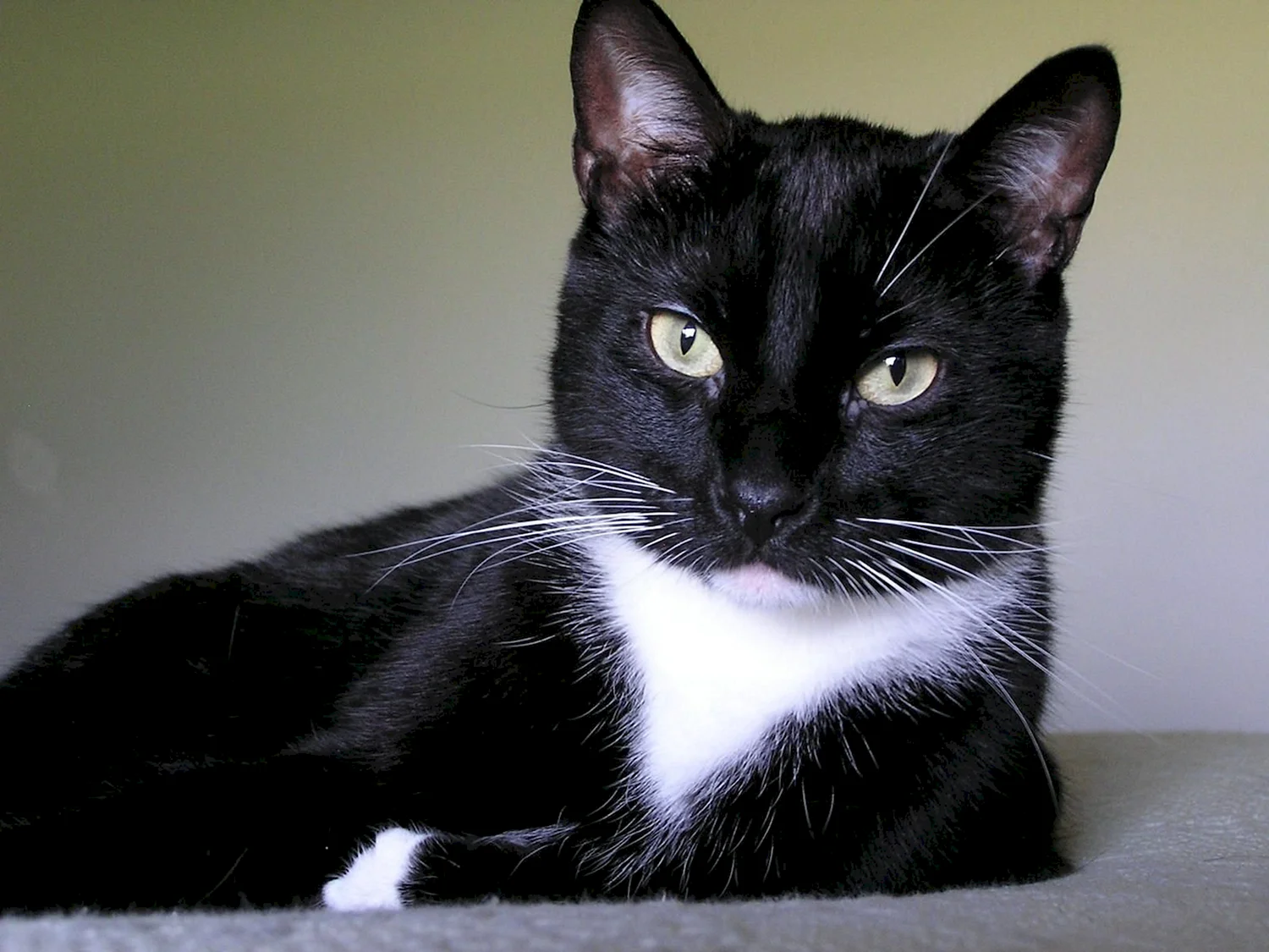 Чёрный кот с белой грудкой